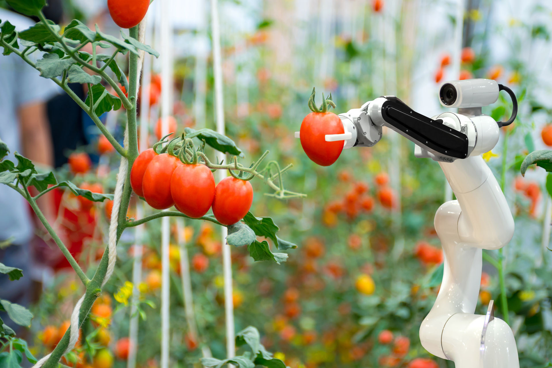 Slimme roboticaboeren in de tuinbouw